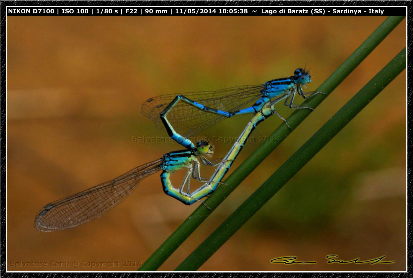 Coenagrion scitulum, accoppiamento da Baratz 2 (SS)